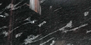 Fish Black
